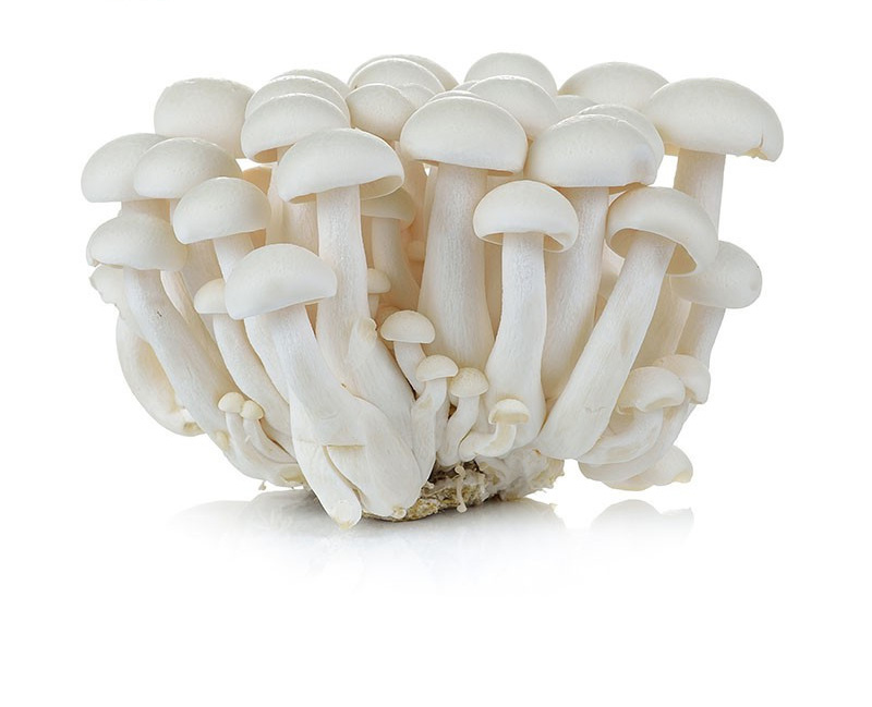 Makroclick WHITE SHIMEJI MUSHROOM 125g